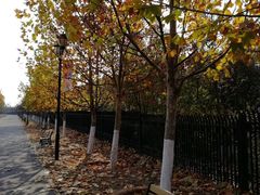 -永定河休闲森林公园