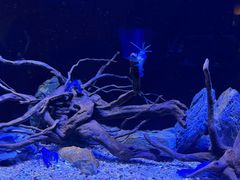 -上海海洋水族馆