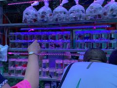 -华声天桥民俗文化园