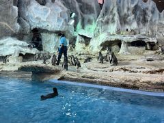 -帝企鹅自助餐厅•儿童岛•真企鹅(长隆企鹅酒店)