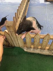 -萌宠亲子动物乐园(槐房万达店)