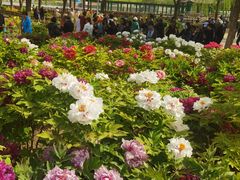 -莲花池公园