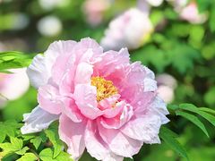 -洛阳市隋唐城遗址植物园