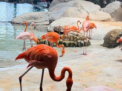 -迪拜水族馆及水下动物园