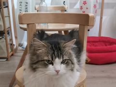 -柴迷FANS CLUB·柴犬狗咖·猫咖