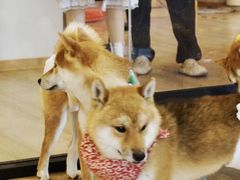 -南京Hallo宠物乐园·哈罗犬舍·柴犬繁育基地