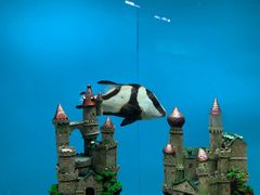 -北戴河圣蓝海洋公园