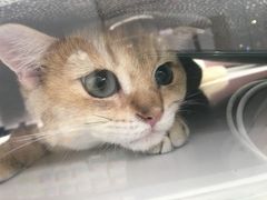 -1013 PET SHOP精品宠物商店(丁香店)