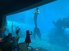 -海棠湾洲际-涛·海底餐厅·美人鱼·自助餐·海底隧道