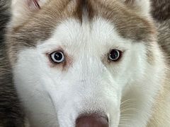 -Husky Go! 哈士奇体验馆·宠物咖啡厅狗咖