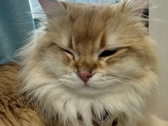 -瑞派·关忠动物医院·猫专科·犬专科(三环新城店)