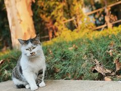 -西安大兴善寺