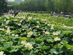 -莲花池公园