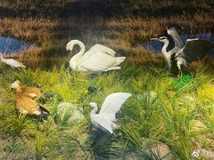 -北京麋鹿生态实验中心