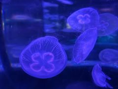 -西安曲江海洋极地公园