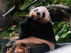-广州长隆野生动物世界