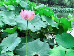 -陈家山荷花公园