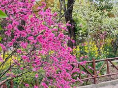 -南汇桃花村
