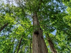 -黄海国家森林公园