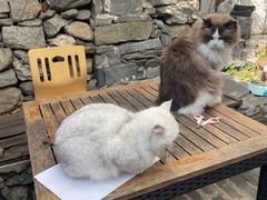 -喵屿·大理花园猫咖