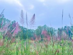 -桤木河湿地公园