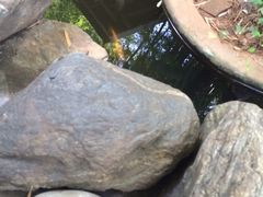 iphone_upload_pic-新竹里馆·花园餐厅(兴苑路店)