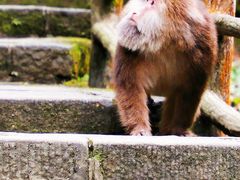 -峨眉山风景名胜区