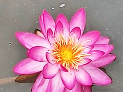 -云溪植物园