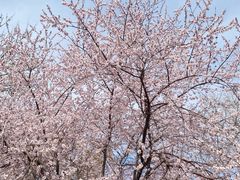 -桃花堤公园