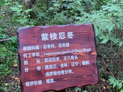 -汤旺河林海奇石景区