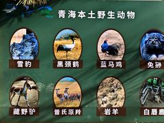 -青藏高原野生动物园