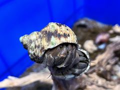 -青石桥花鸟鱼虫市场(叠翠城店)