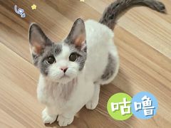 -猫大福·Fortune Cat猫舍(百子湾店)