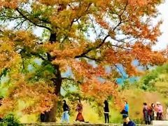 -塔川景区