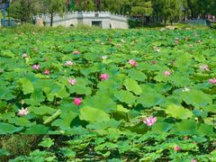 -长春北湖公园
