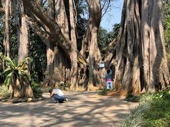 -瑞丽独树成林风景区