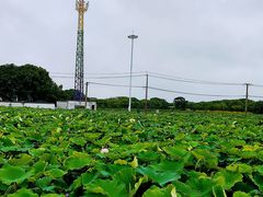 -嘉北郊野公园
