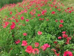 -艾溪湖湿地公园