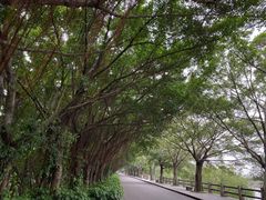 -大湾区中央湿地公园