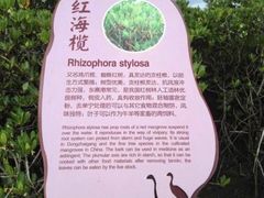 -东寨港红树林旅游区