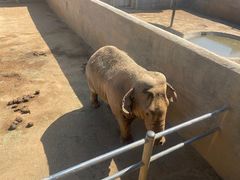 -西霞口神雕山野生动物世界