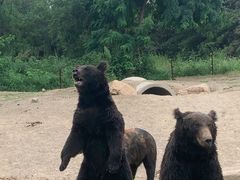 -沈阳森林动物园