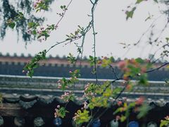 -西安大兴善寺