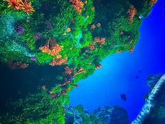 -海合安成都极地海洋公园
