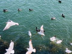 -洱海月湿地公园