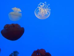 -上海海洋水族馆