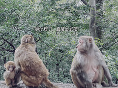 -黔灵山公园