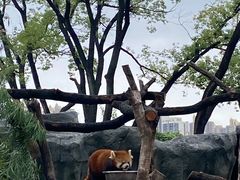 -武汉动物园