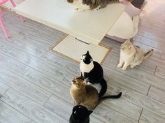 -喵屿·大理花园猫咖