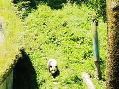 -中国大熊猫保护研究中心雅安碧峰峡基地